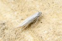 Coleophora