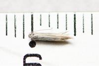 Coleophora