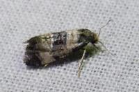 Neocochylis dubitana
