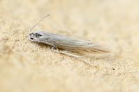 Coleophora