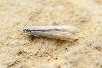 Coleophora