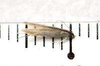 Coleophora