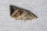 Cydia splendana