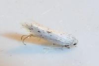 Elachista dispunctella