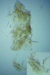 Elachista dispunctella