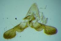 Grapholita caecana