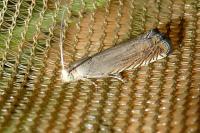 Grapholita caecana