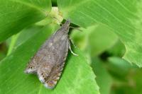 Dichrorampha