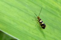 Micropterix allionella