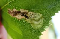 Eriocrania salopiella