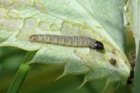 Agonopterix cnicella