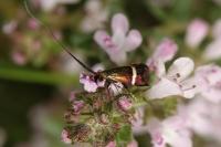 Adela australis