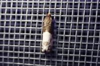 Notocelia cynosbatella