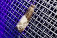 Notocelia cynosbatella