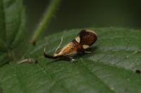 Alabonia geoffrella