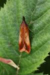 Dichomeris ustalella