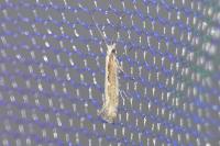 Plutella xylostella