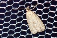 Isotrias stramentana
