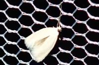 Elachista argentella