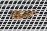 Epinotia immundana