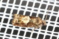 Epinotia immundana