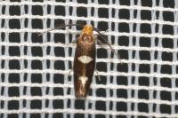 Incurvaria masculella