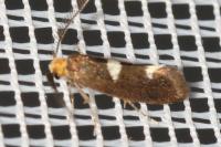 Incurvaria masculella