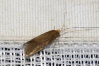 Nematopogon adansoniella