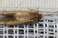 Nematopogon adansoniella