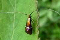 Adela australis