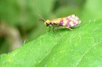 Micropterix tunbergella