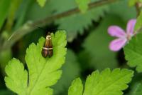 Adela australis