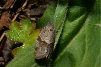 Syndemis musculana
