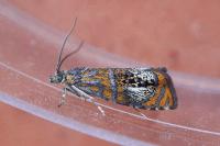 Olethreutes arcuella