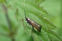 Adela reaumurella