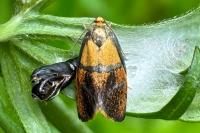 Ptycholoma lecheana