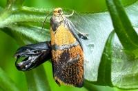 Ptycholoma lecheana