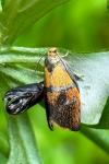 Ptycholoma lecheana