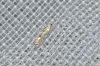 Phyllonorycter