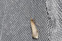 Nematopogon