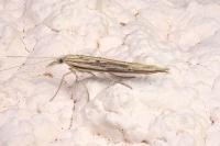 Ypsolopha mucronella