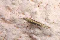 Ypsolopha mucronella