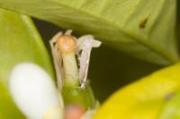 Plutella xylostella