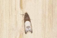 Notocelia cynosbatella