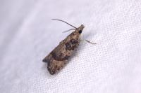 Acroclita subsequana
