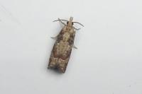 Acroclita subsequana