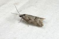 Cnephasia