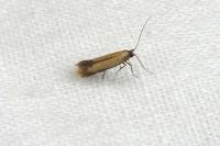 Coptotriche marginea