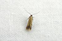Coptotriche marginea