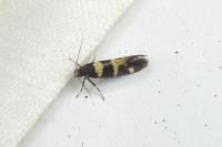 Denisia augustella